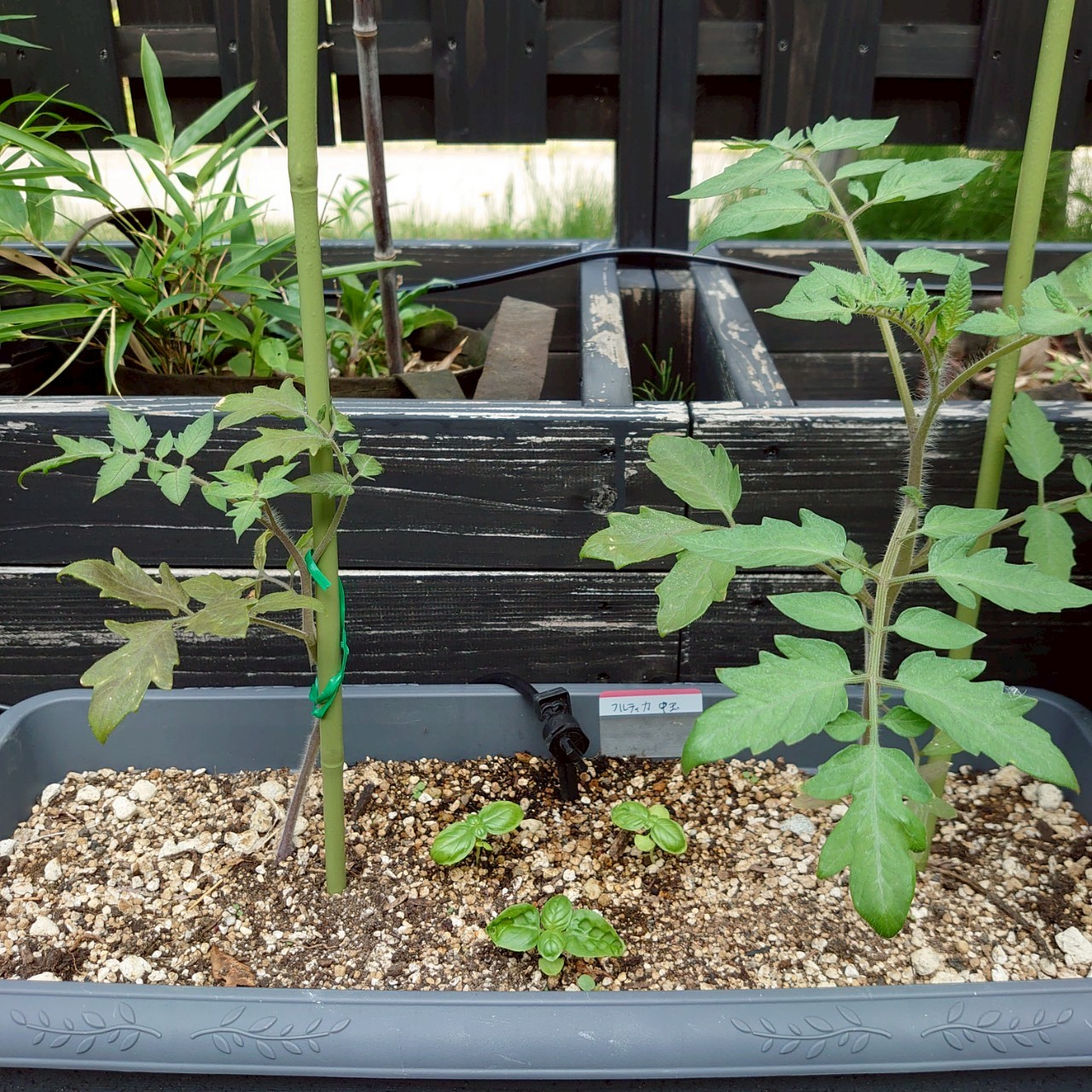 フルティカプランター-2025/7/3