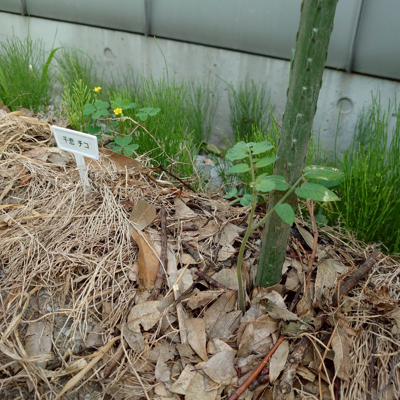 千恋露地-2025/7/3