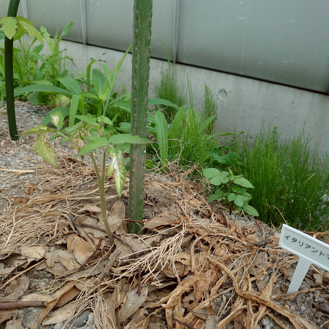 イタリアントマト露地-2025/7/3