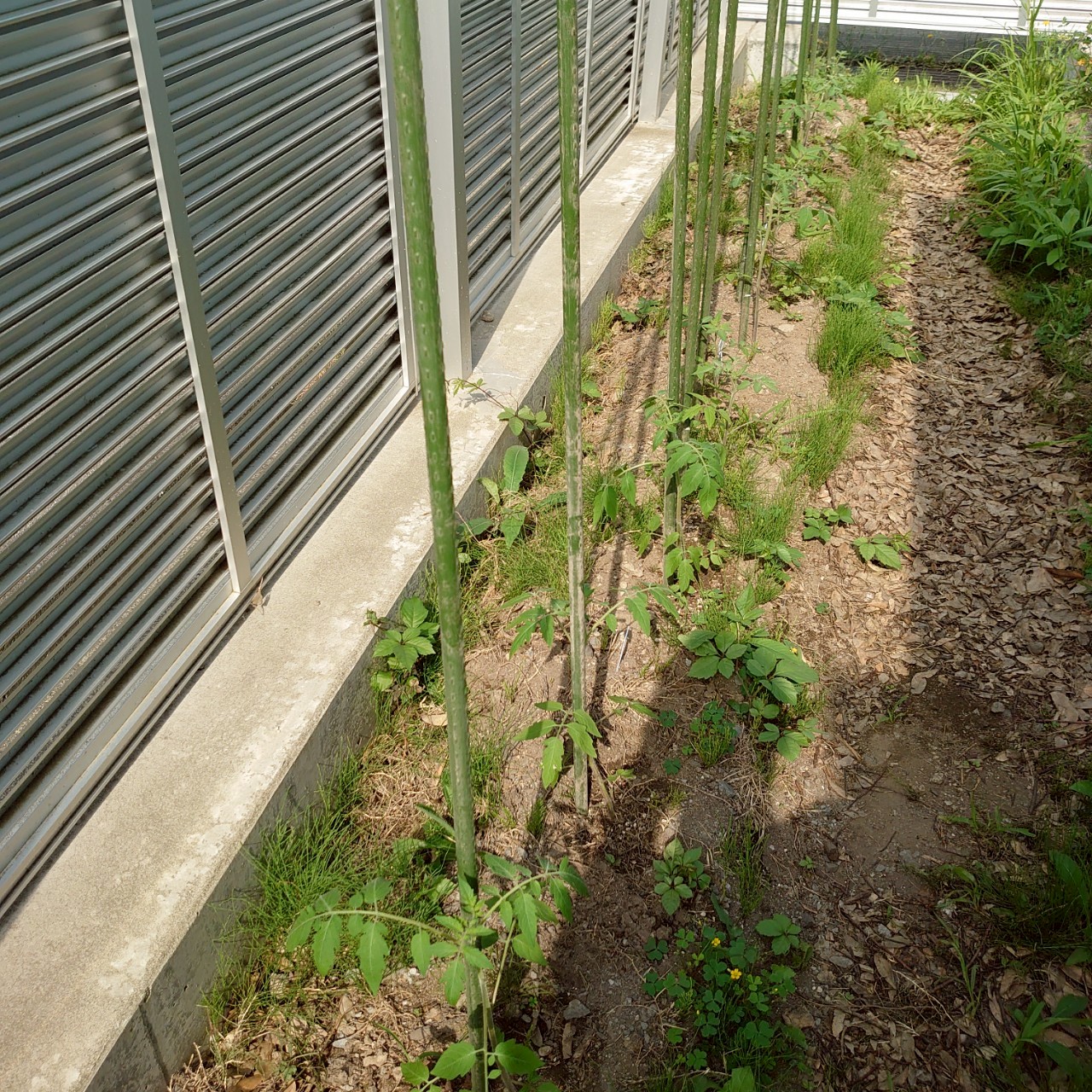 イタリアン、あまうま、フルティカ露地-2025/7/3