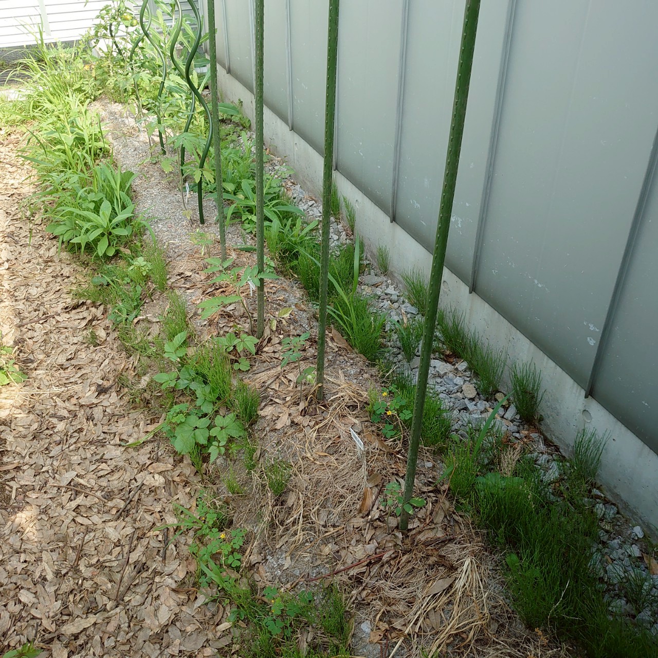 千恋、イタリアン、あまうま、フルティカ露地-2025/7/3