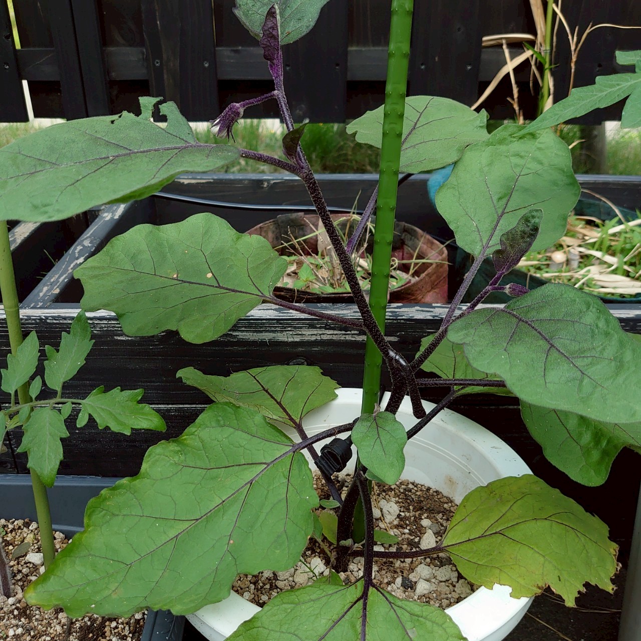 なすプランター-2025/7/3