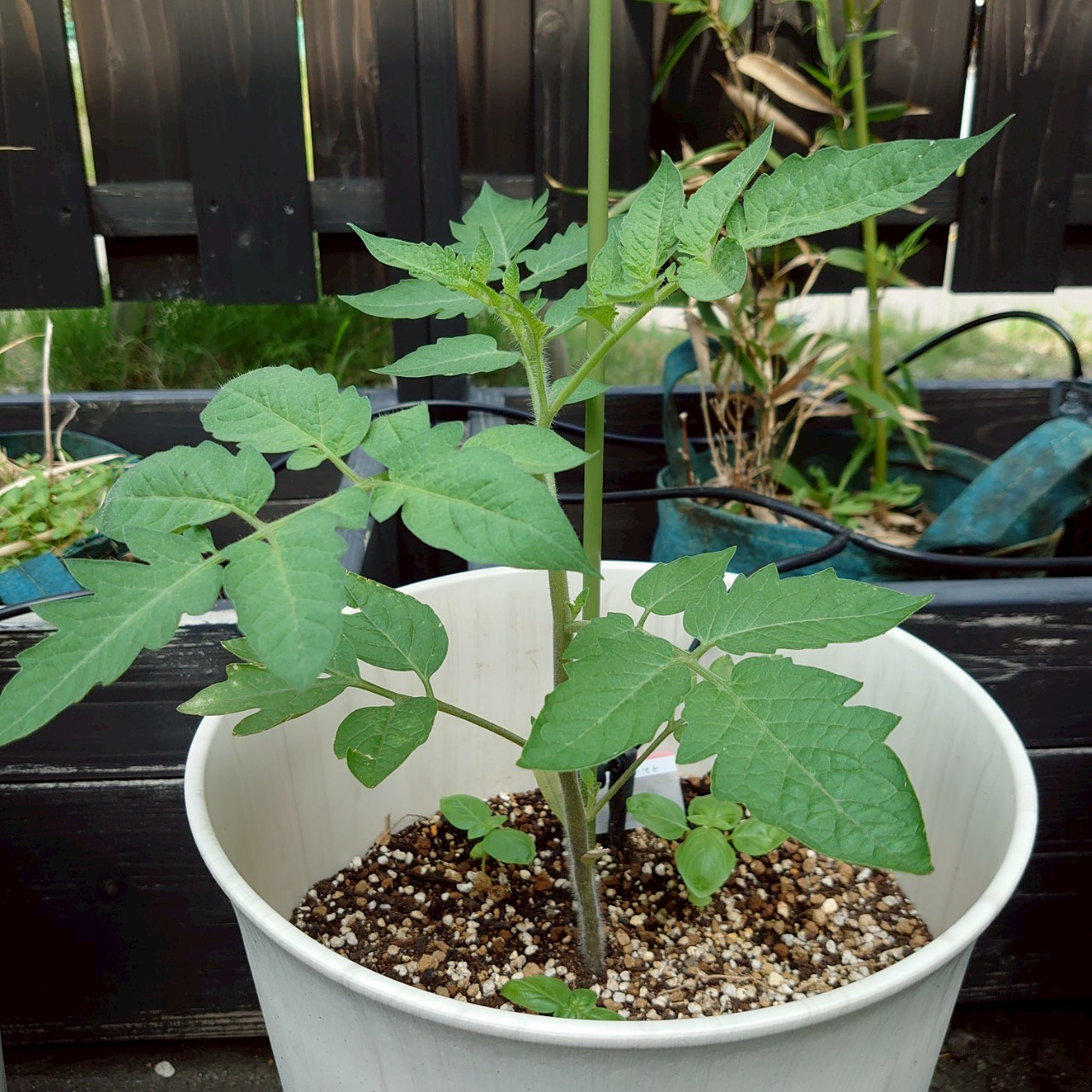 イタリアントマトプランター②-2025/7/3