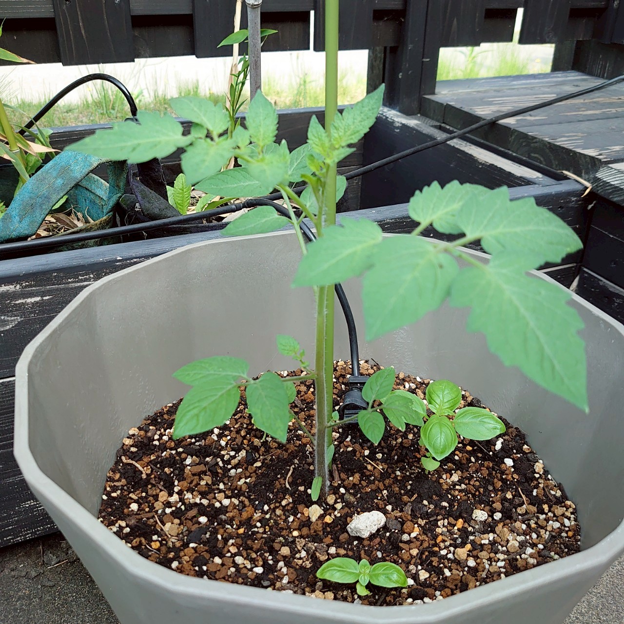 イタリアントマトプランター③-2025/7/3
