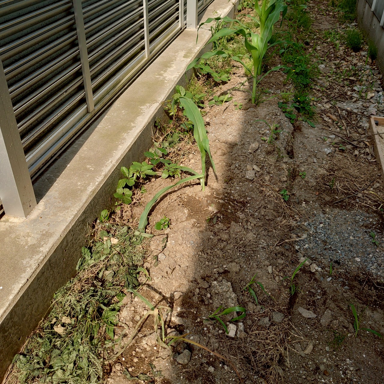 コーンビッグ露地①-2025/7/3