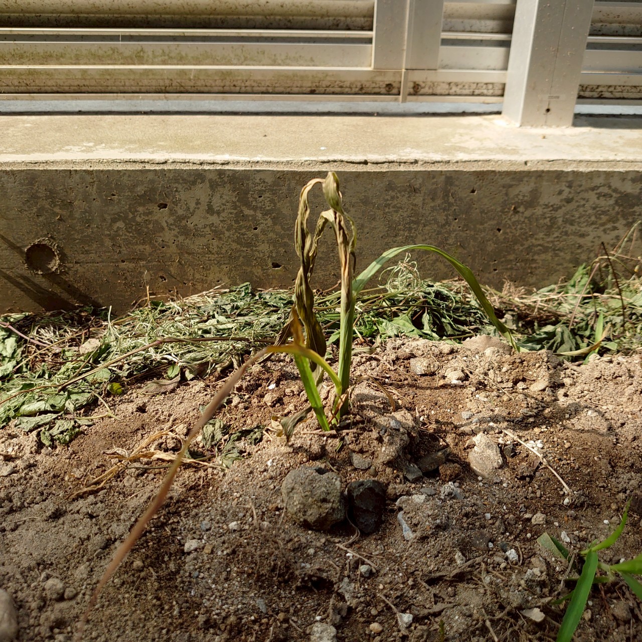 コーンビッグ露地②-2025/7/3