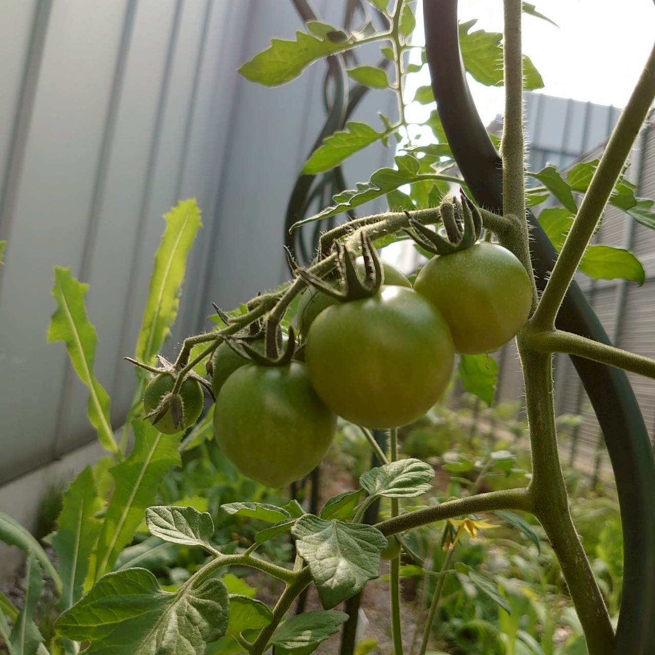 ミニトマト路地①-2025/7/3