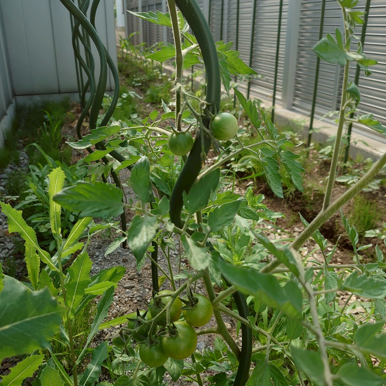 ミニトマト路地②-2025/7/3