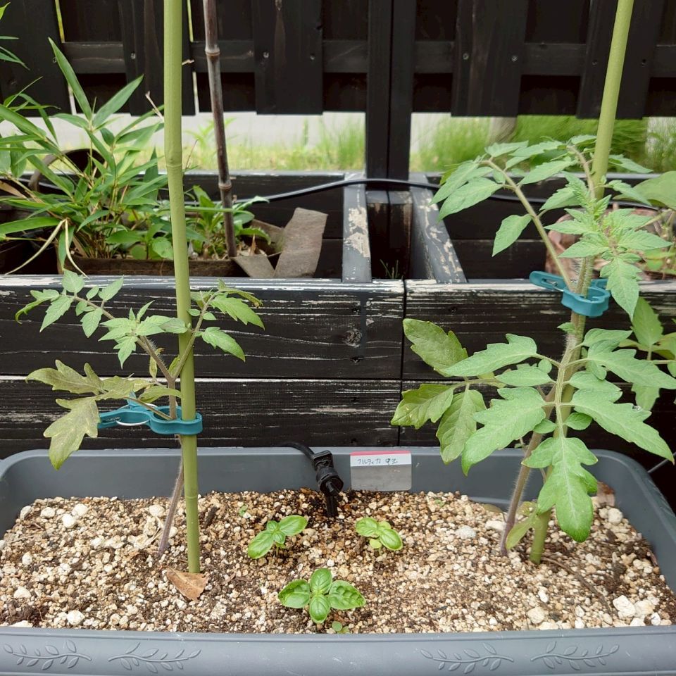 フルティカプランター-2025/7/4