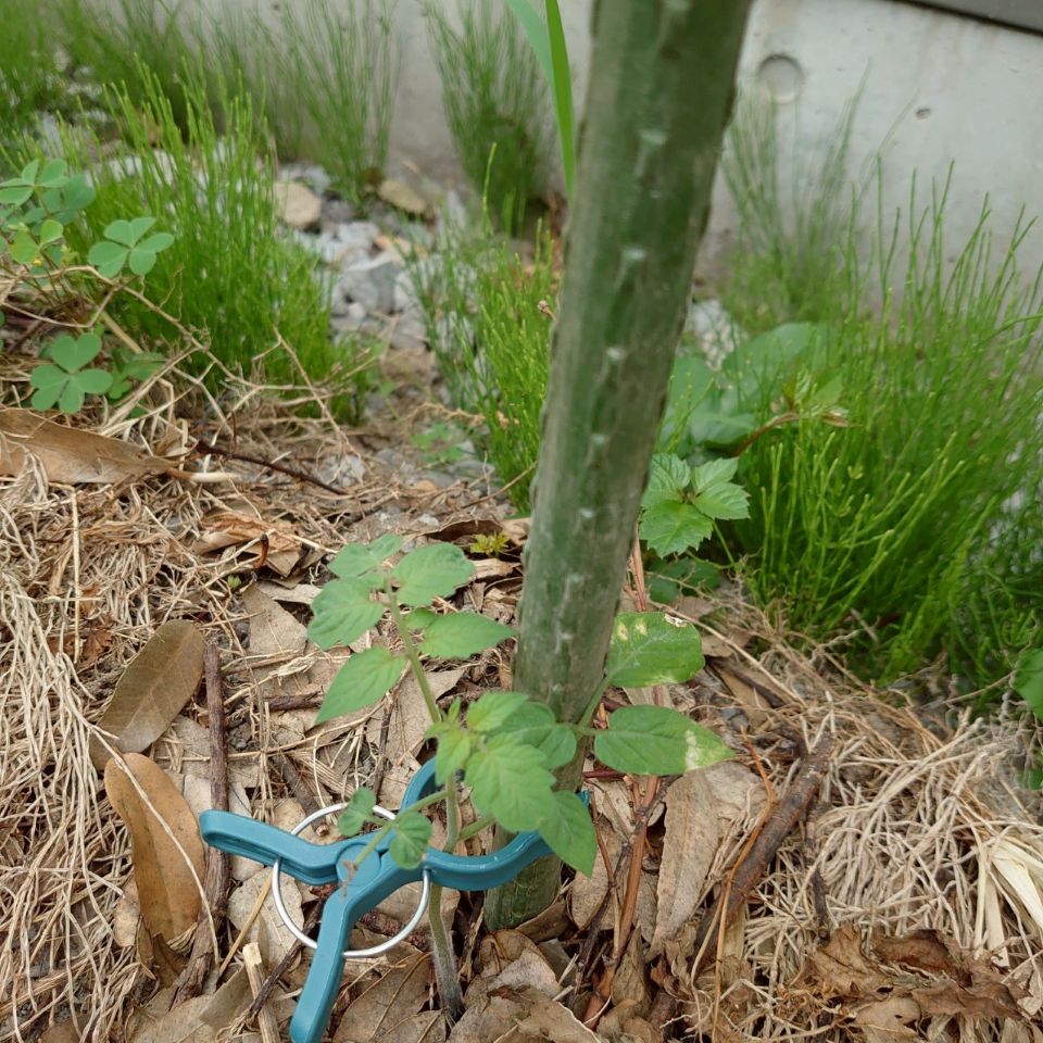 千恋露地-2025/7/4