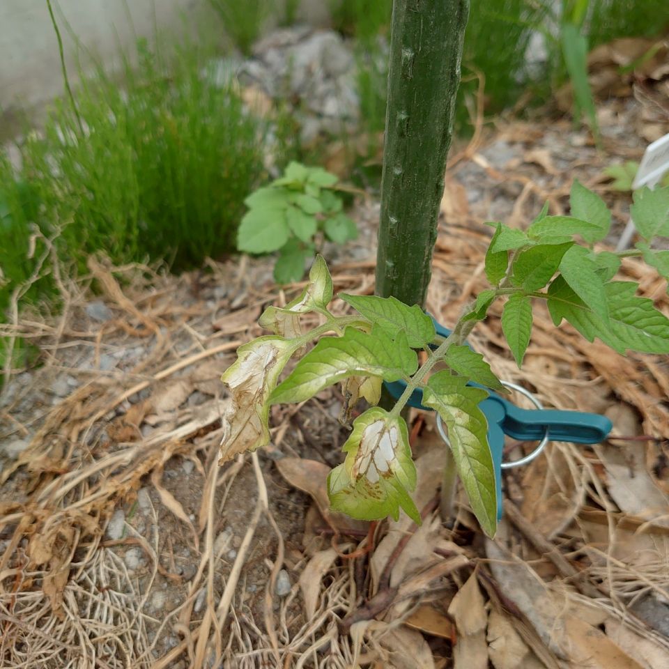 イタリアントマト露地-2025/7/4