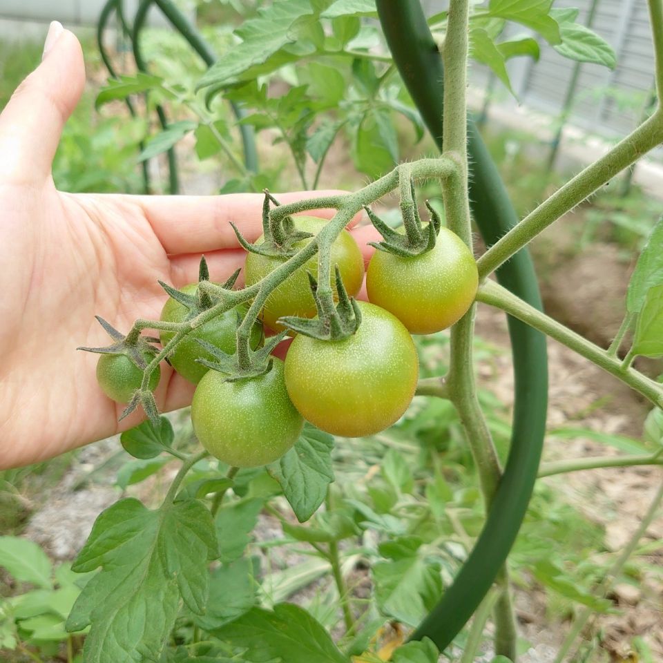 ミニトマト路地①-2025/7/4