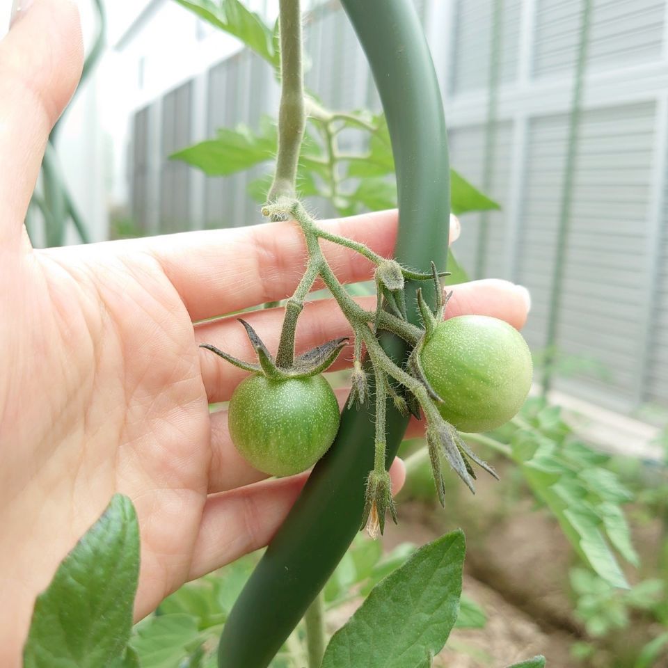 ミニトマト路地②-2025/7/4