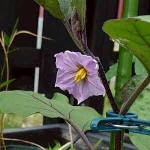 なすプランター花-2025/7/3