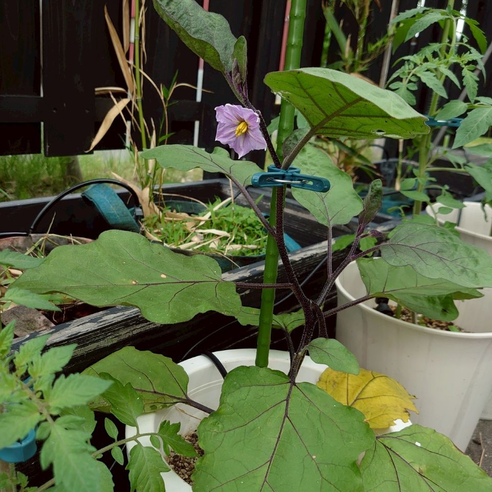 なすプランター-2025/7/4