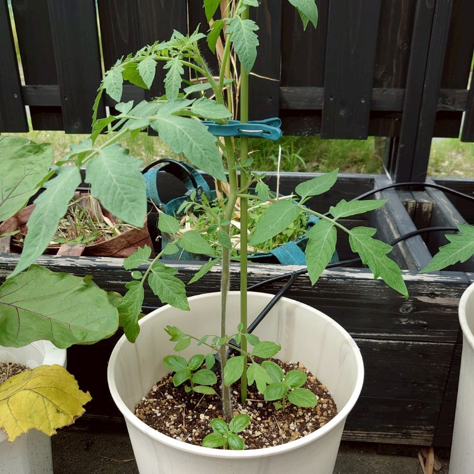 イタリアントマトプランター①-2025/7/4