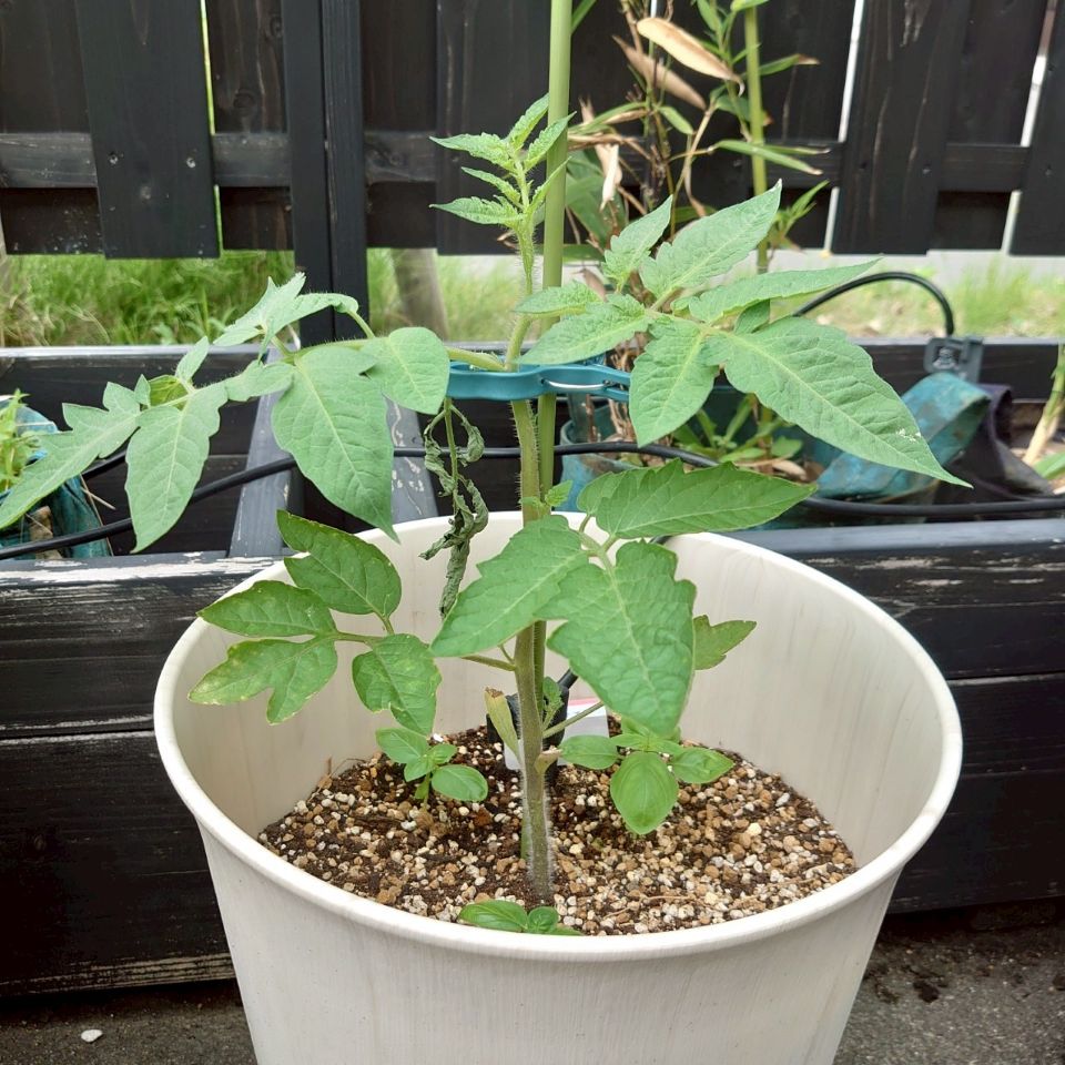 イタリアントマトプランター②-2025/7/4
