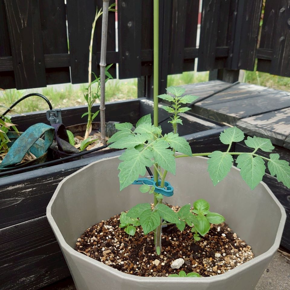 イタリアントマトプランター③-2025/7/4