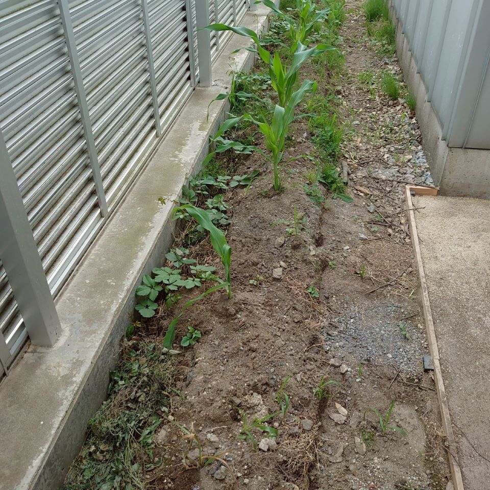 コーンビッグ露地①-2025/7/4