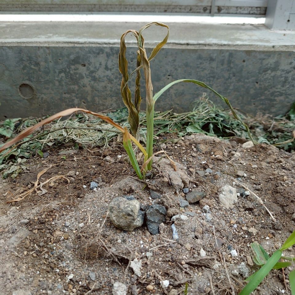 コーンビッグ露地②-2025/7/4