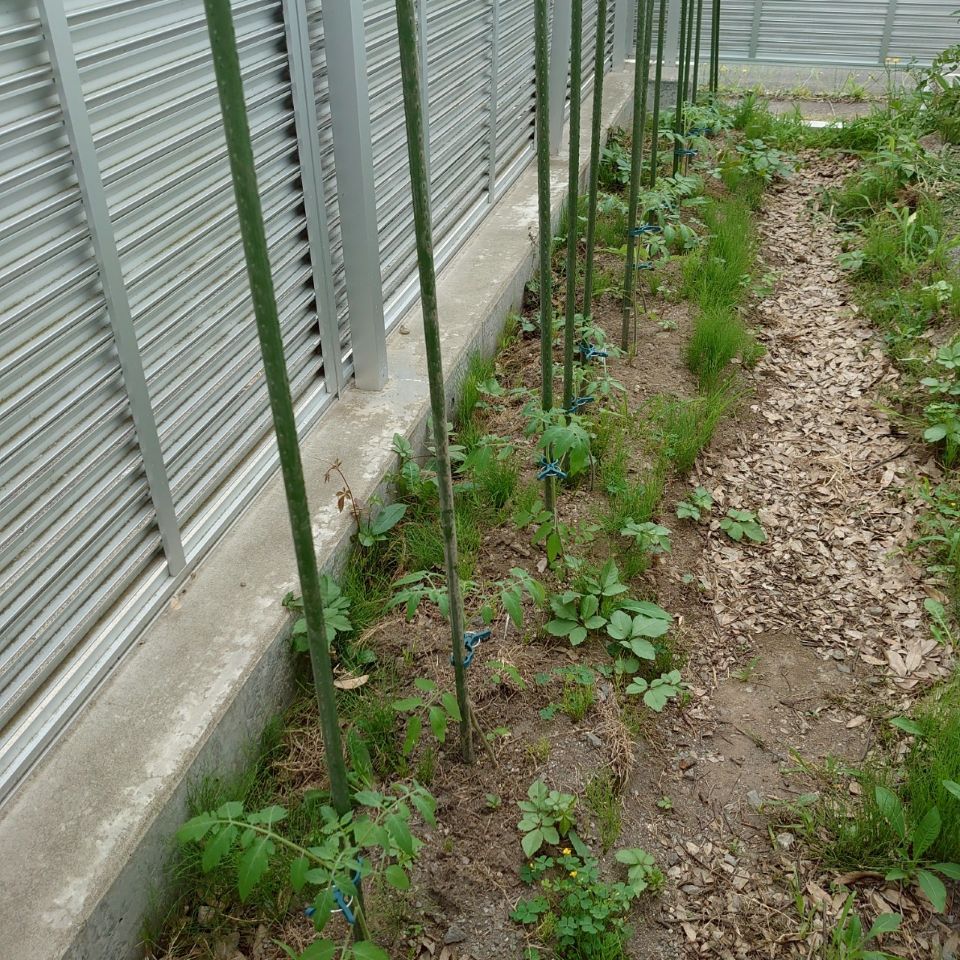 イタリアン、あまうま、フルティカ露地-2025/7/4