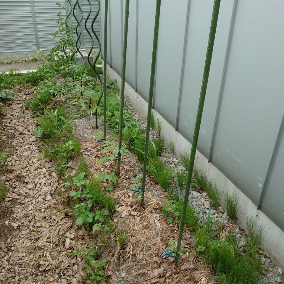 千恋、イタリアン、あまうま、フルティカ露地-2025/7/4