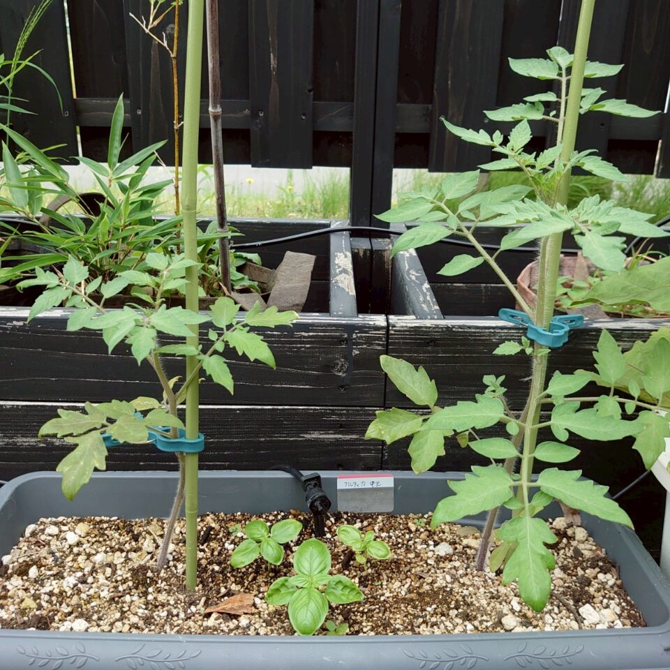 フルティカプランター-2025/7/7