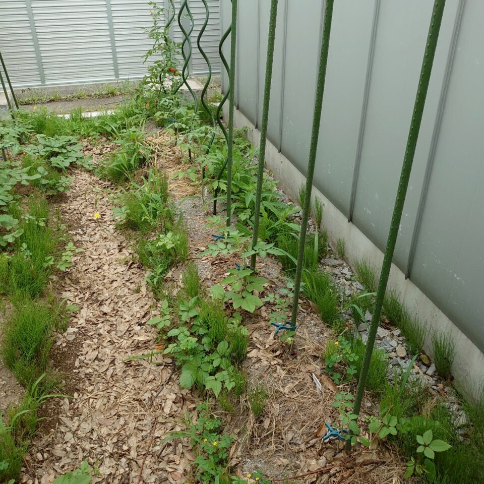 千恋、イタリアン、あまうま、フルティカ露地-2025/7/7