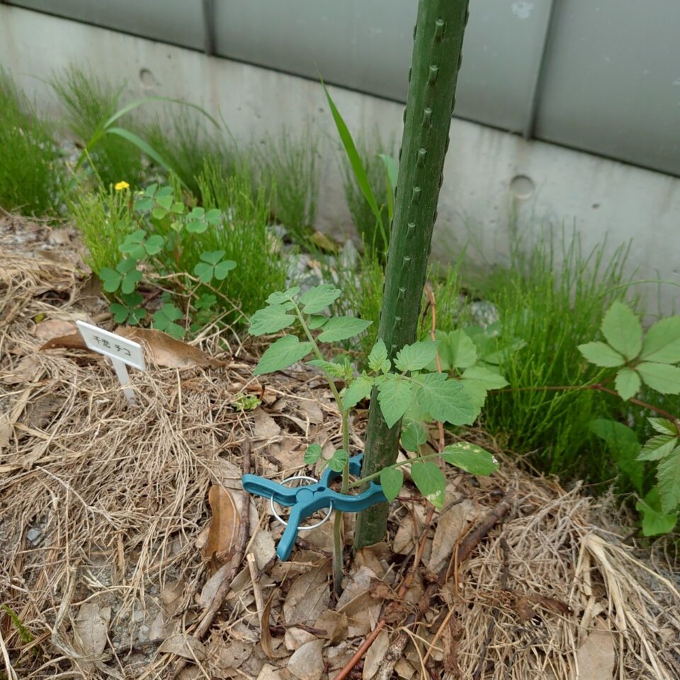 千恋露地-2025/7/7