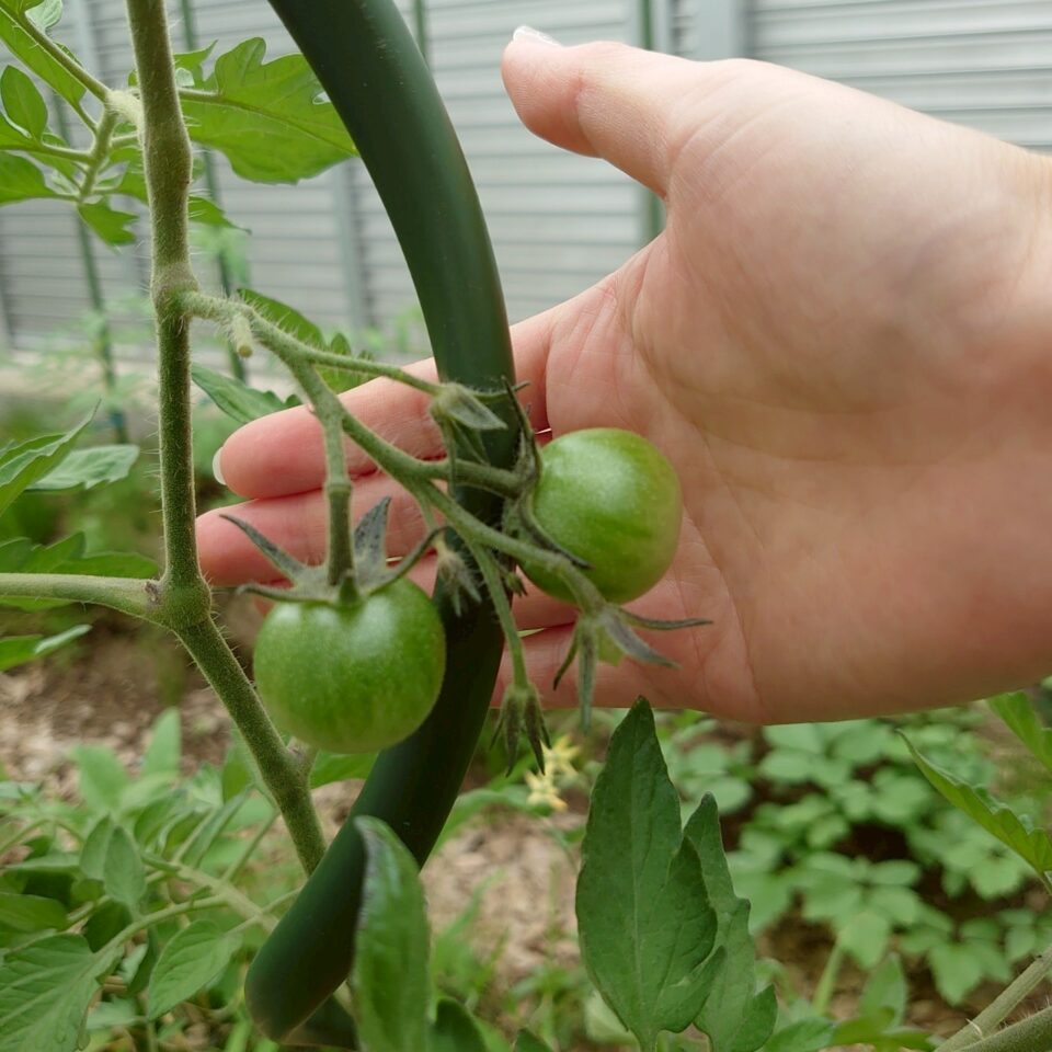 フルティカ路地②-2025/7/7