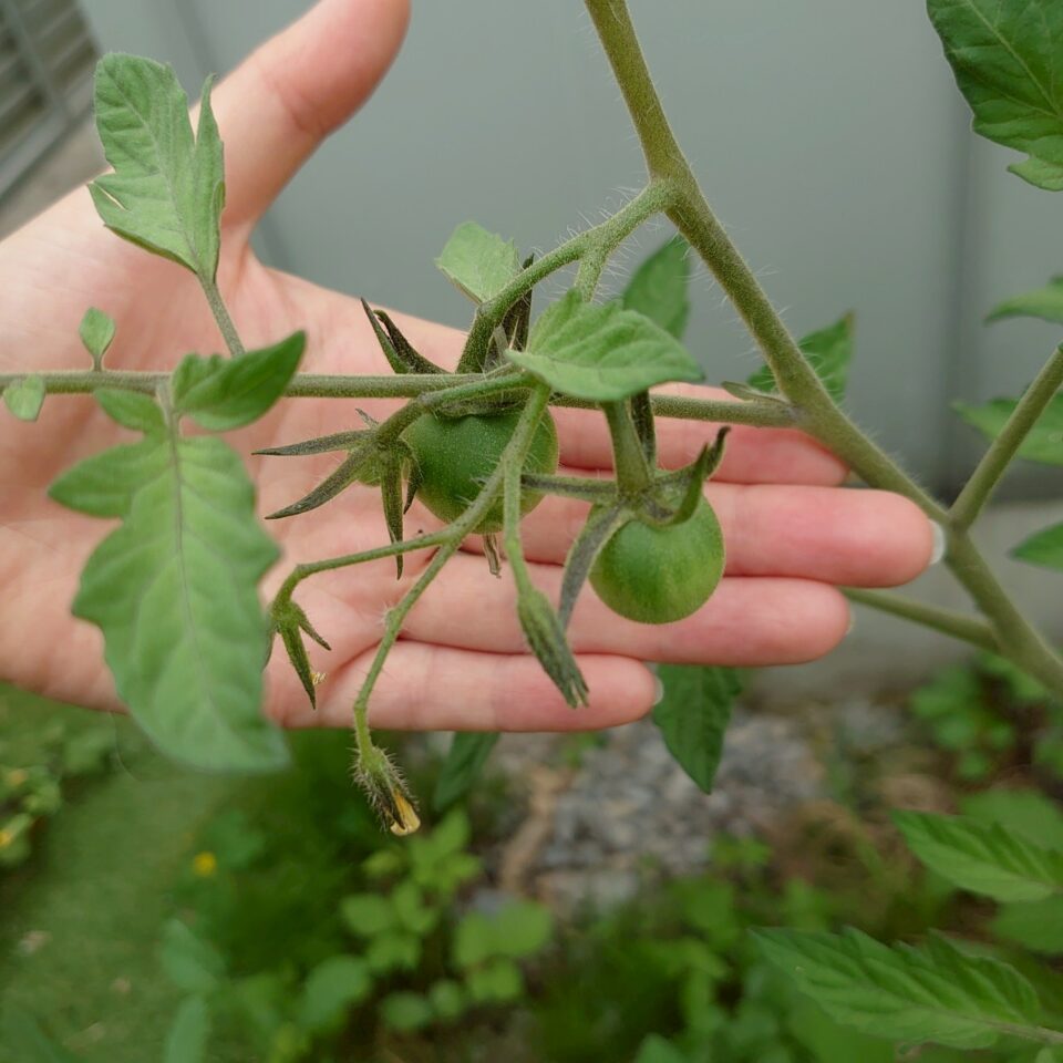 フルティカ路地③-2025/7/7