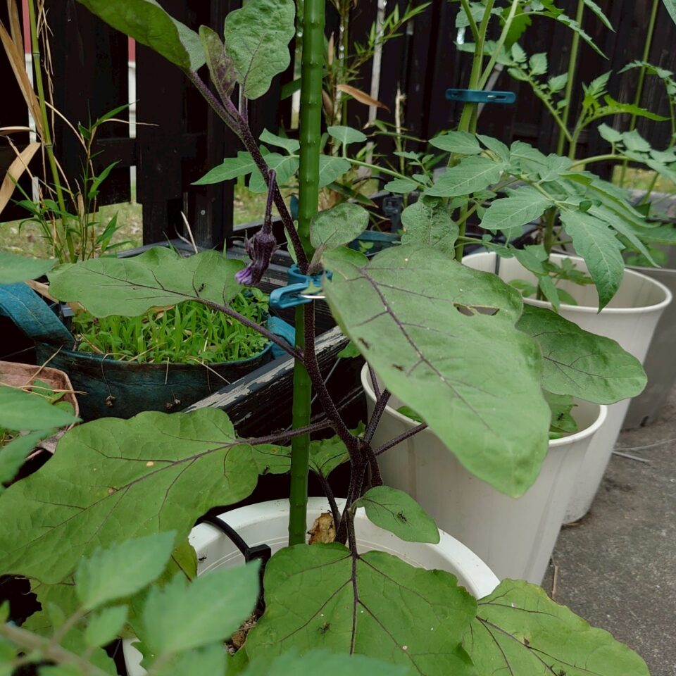 なすプランター-2025/7/7