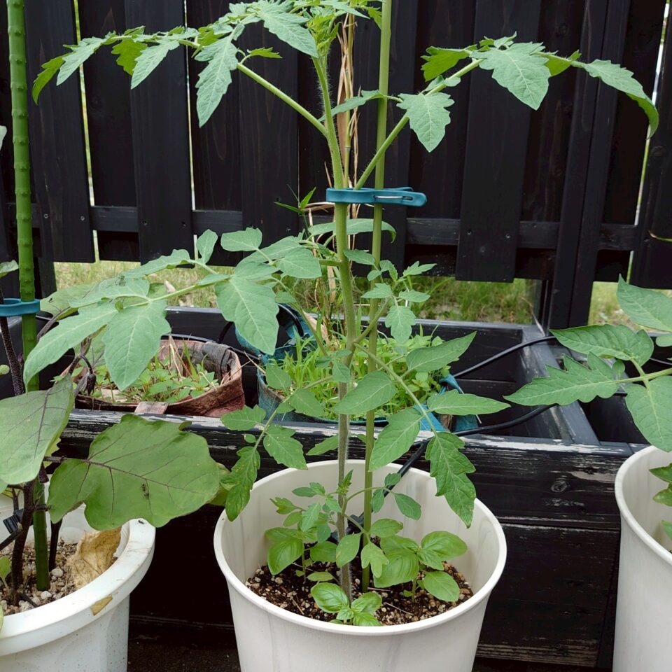 イタリアントマトプランター①-2025/7/7