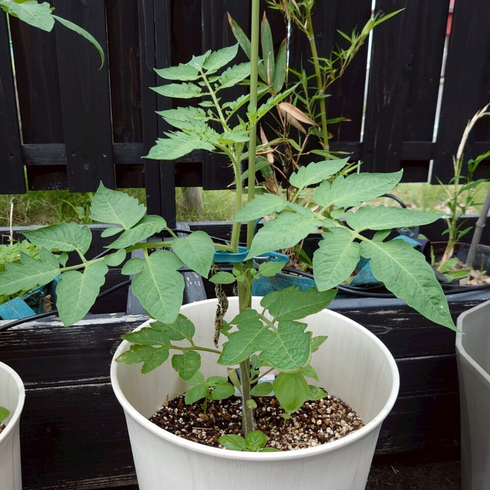 イタリアントマトプランター②-2025/7/7