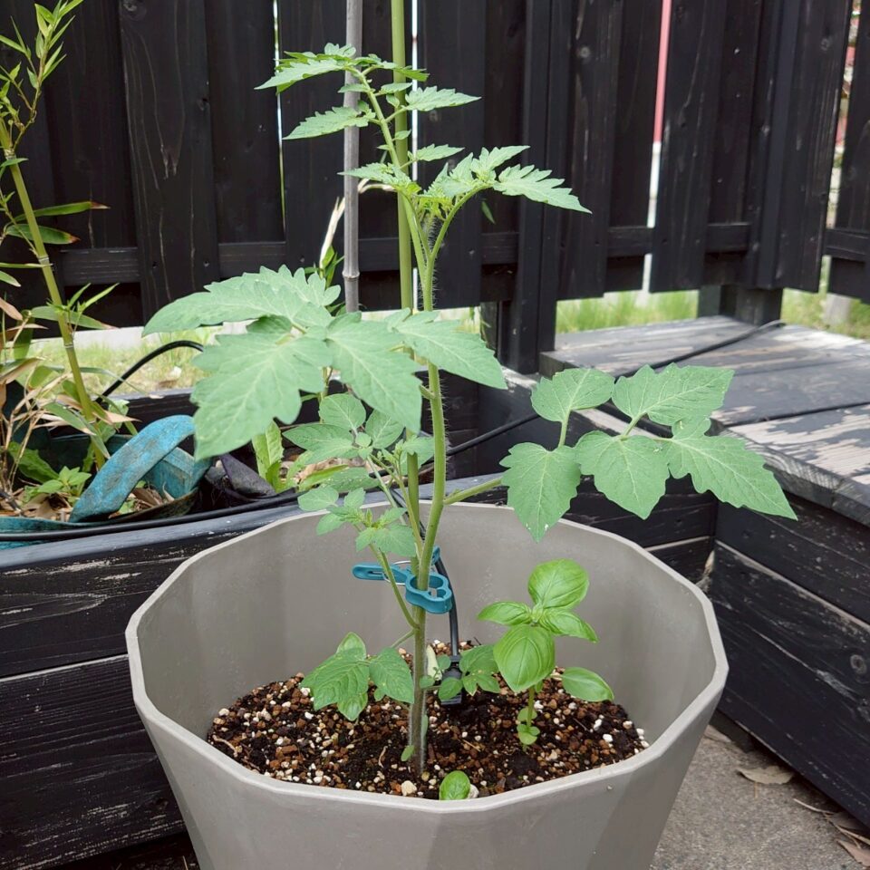 イタリアントマトプランター③-2025/7/7