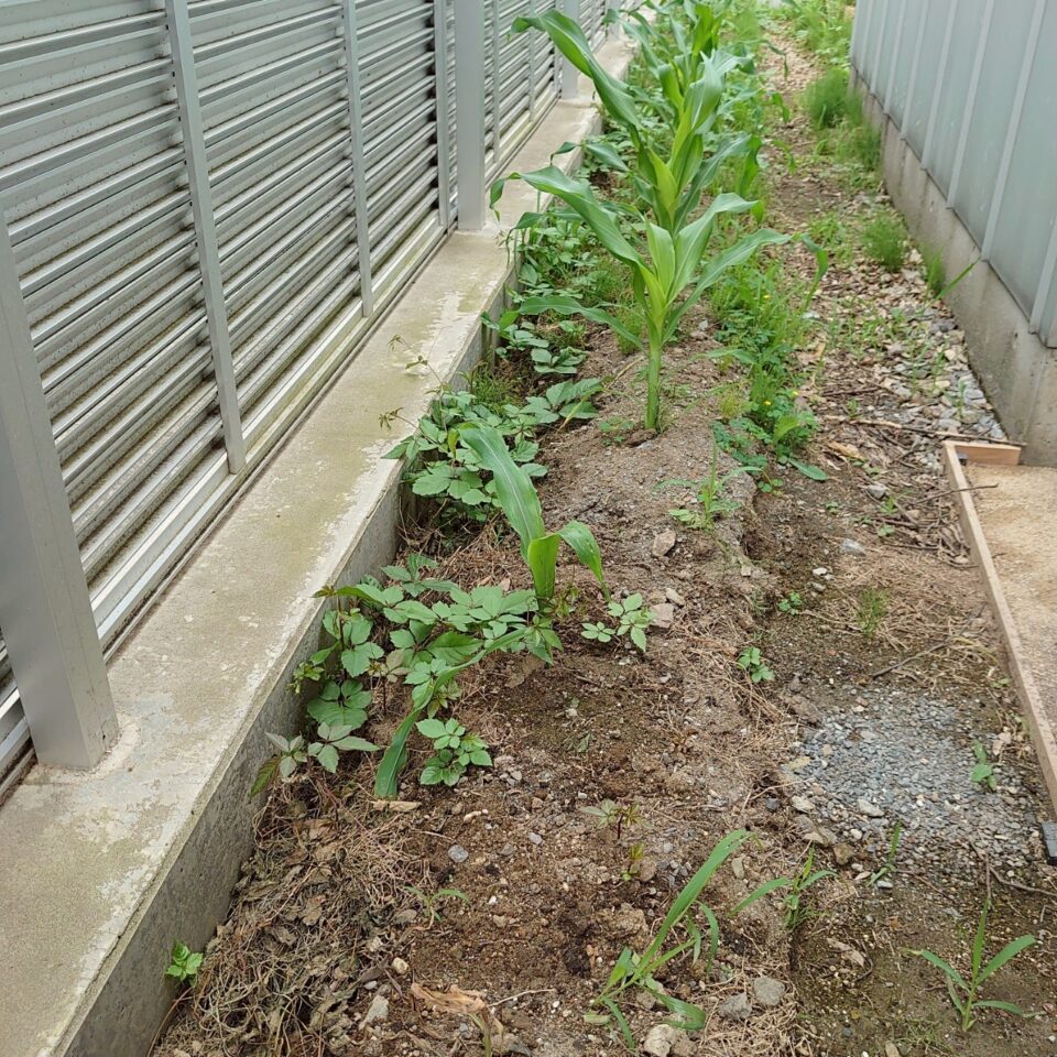 コーンビッグ露地①-2025/7/7