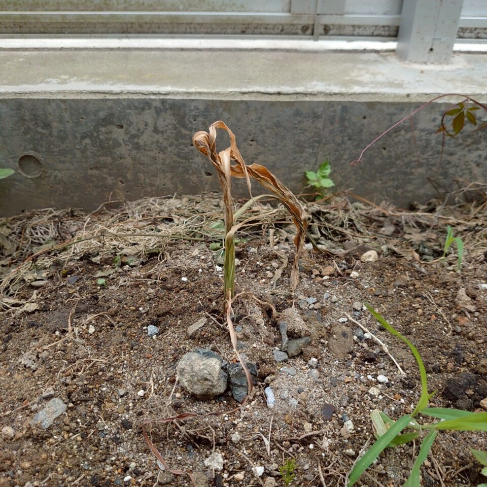 コーンビッグ露地②-2025/7/7