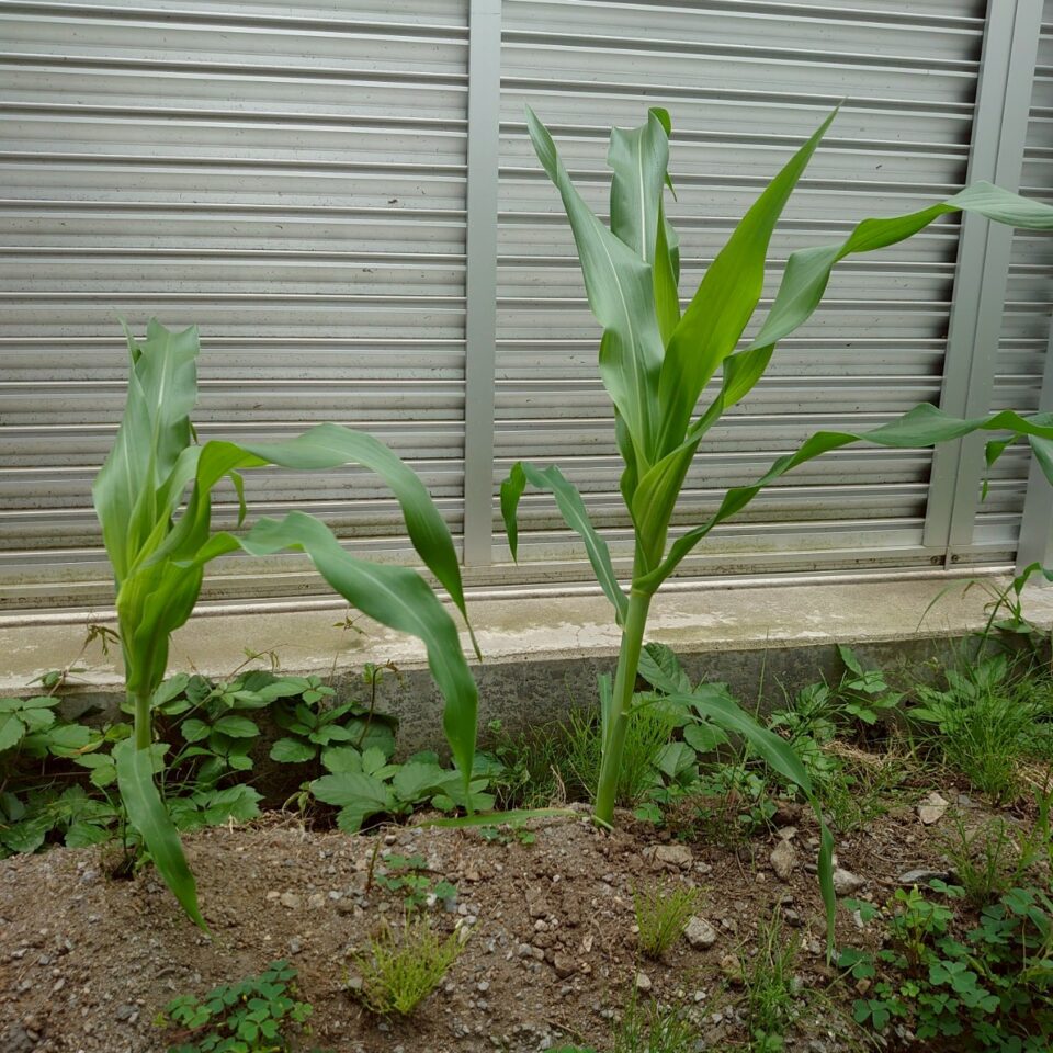 コーンビッグ露地③-2025/7/7