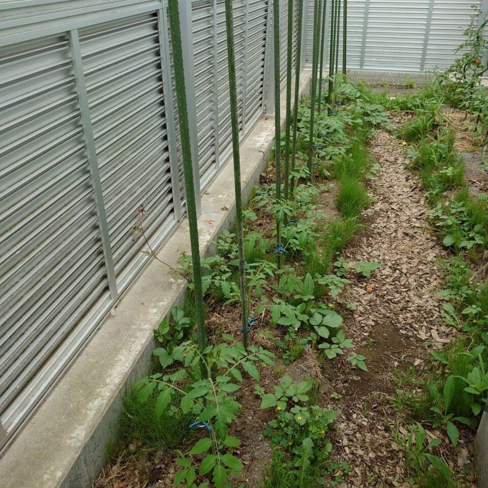 イタリアン、あまうま、フルティカ露地-2025/7/7