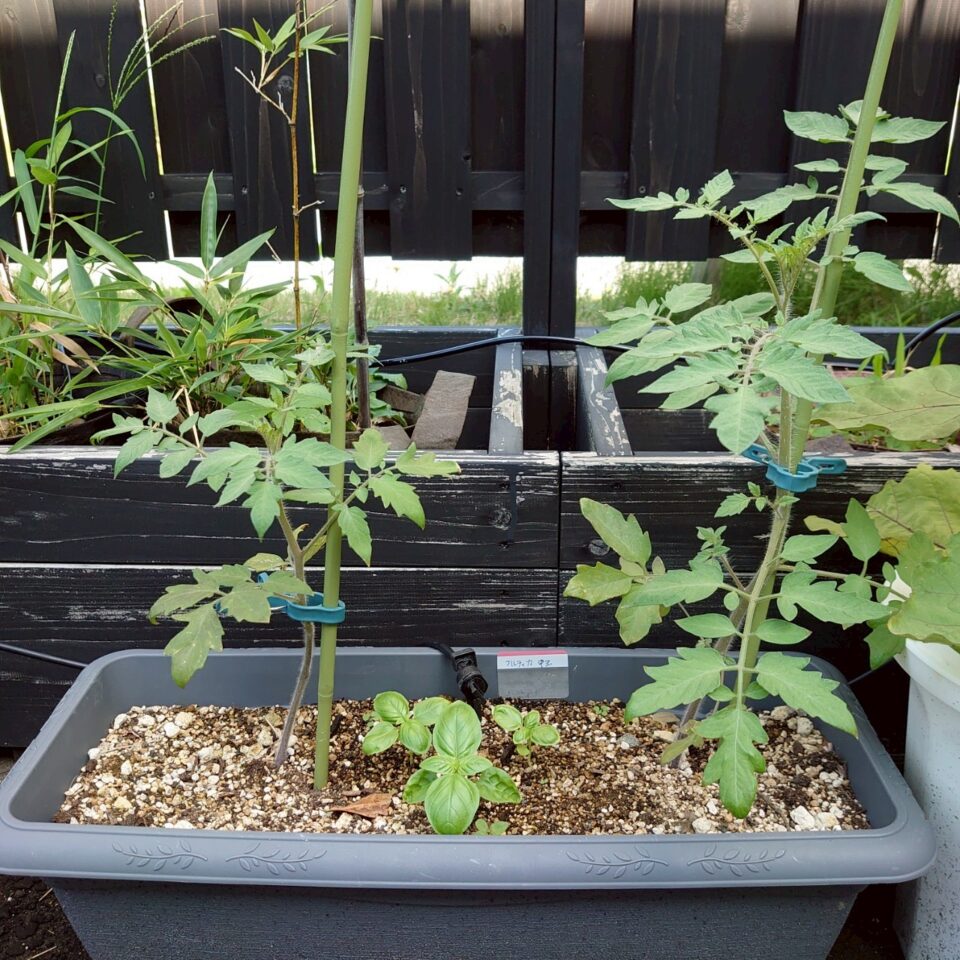 フルティカプランター-2025/7/8