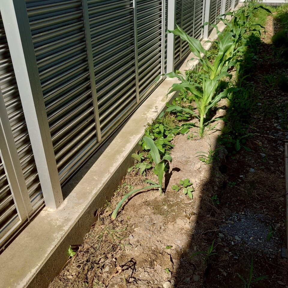 コーンビッグ露地①-2025/7/8