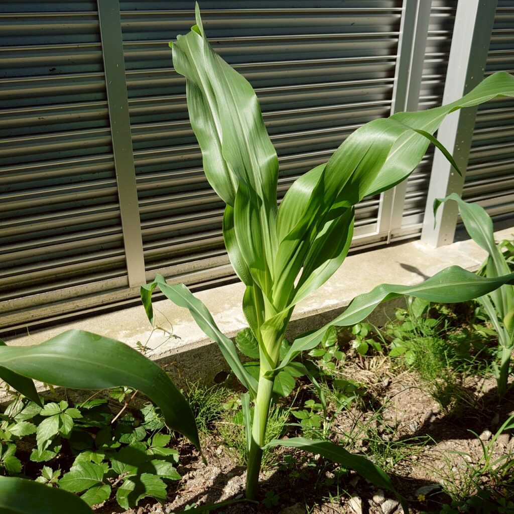 コーンビッグ露地③-2025/7/8