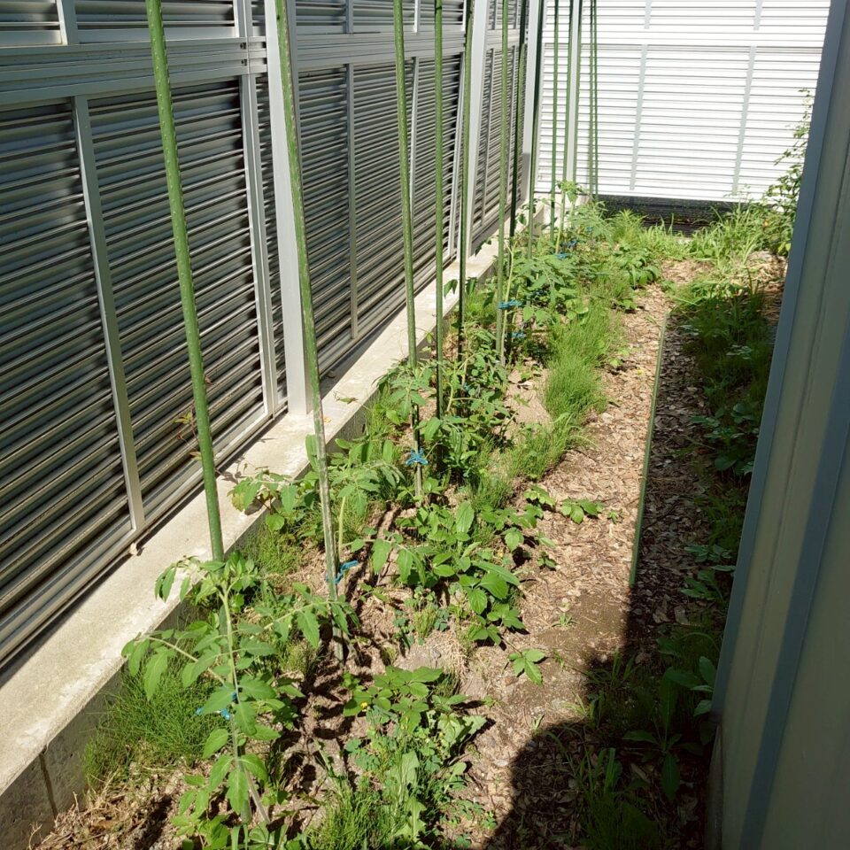 イタリアン、あまうま、フルティカ露地-2025/7/8