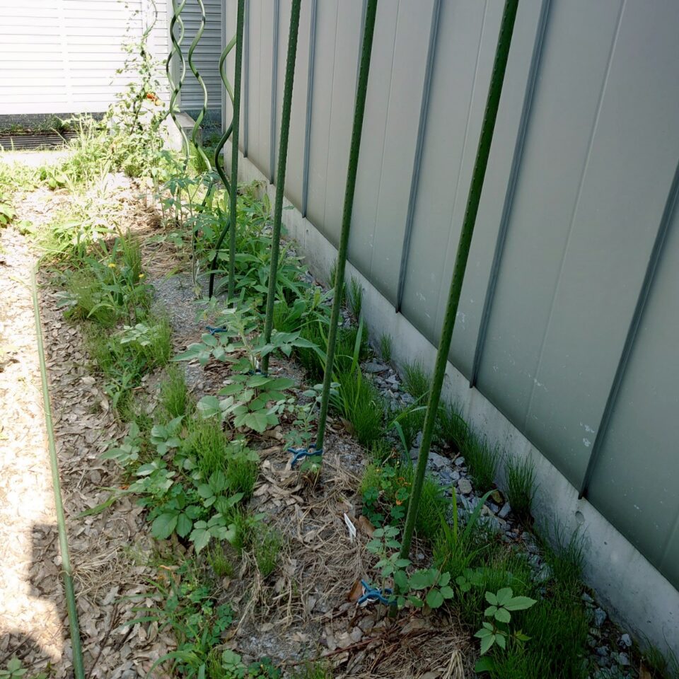 千恋、イタリアン、あまうま、フルティカ露地-2025/7/8