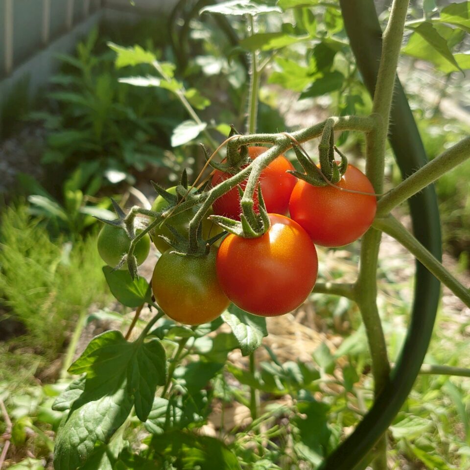フルティカ路地①-2025/7/8