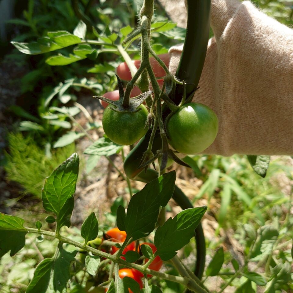 フルティカ路地②-2025/7/8