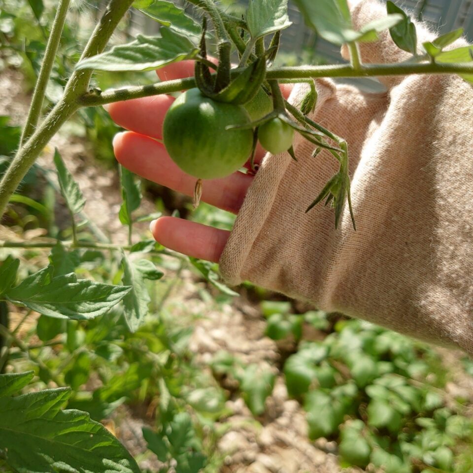 フルティカ路地③-2025/7/8