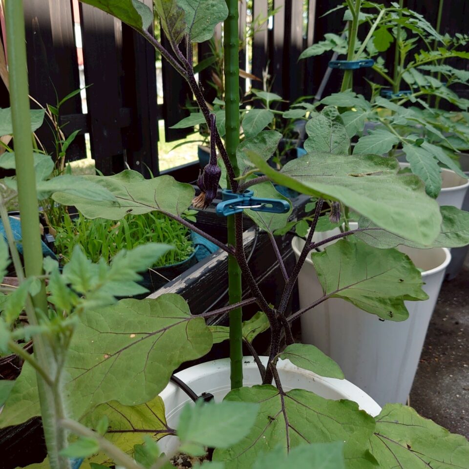 なすプランター-2025/7/8