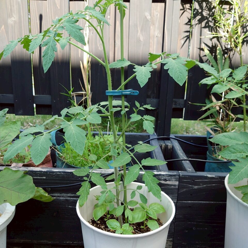 イタリアントマトプランター①-2025/7/8