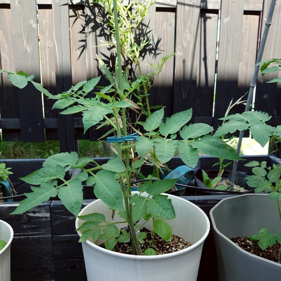 イタリアントマトプランター②-2025/7/8